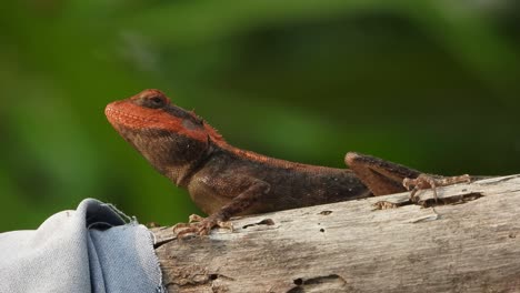 Red-Head-lizard-in-tree-