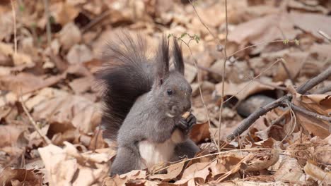 Eurasisches-Graues-Eichhörnchen,-Das-Eine-Nuss-Auf-Dem-Boden-Isst