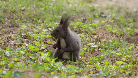 Eichhörnchen,-Das-Nuss-Auf-Grasbewachsener-Wiese-Isst