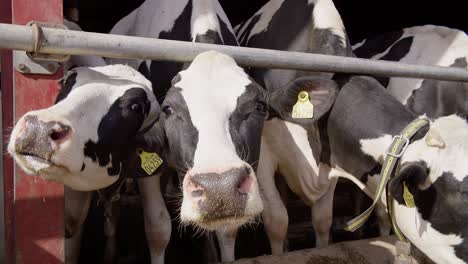 Granero-Moderno-Con-Vacas-Lecheras-Comiendo-Vacas-De-Heno-En-El-Establo,-Alimentación-De-Terneros-En-La-Granja,-Industria-Agrícola