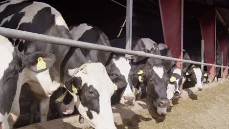Feeding-cows-with-hay-on-a-dairy-farm