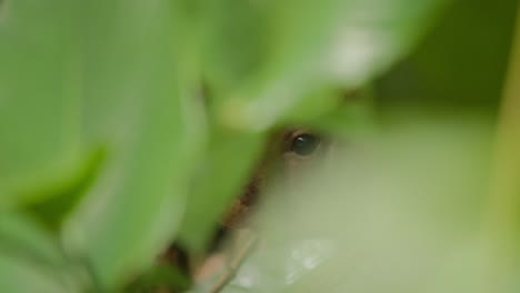 Eye-of-a-hidden-shy-agouti-behind-green-leaves