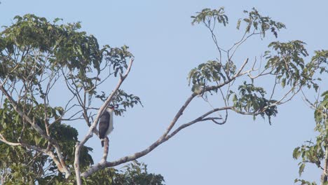 Schwarzgesichtiger-Falke,-Der-Oben-Auf-Dem-Baldachin-Im-Regenwald-Sitzt-Und-Die-Umgebung-Für-Seinen-Nächsten-Kill-Beobachtet