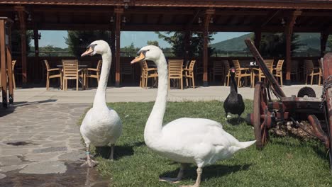Two-white-swans-and-a-black-swan-with-long-necks-standing-on-wet-grass-in-seating-area