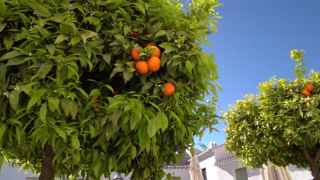 Schwenk-über-Typische-Spanische-Orangenbäume-Vor-Blauem-Himmel-Und-Weißen-Häusern