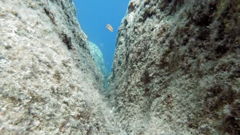 Ornate-And-Cleaner-Wrasse-Fish-Swimming-In-Between-The-Split-Rock-Formation-Under-The-Salty-Paralia-Emplisi-Beach-of-Kefalonia,-Greece--Underwater-Shot
