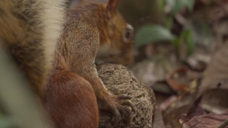 A-squirrel-chews-into-a-large-Brazilian-nut-and-pulls-out-seeds-and-eats-them,-close-up-shot