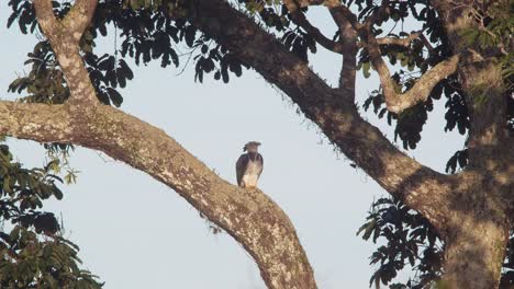 Wide-shot-of-harpy-eagle-preening-and-flying-up-in-the-tree