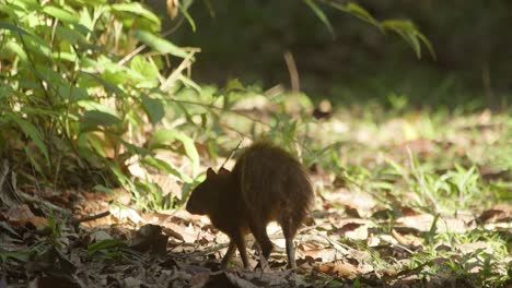A-small-agouti-flairs-its-backside-as-it-searches-for-food-on-the-ground