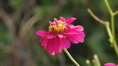 Common-zinnia-flower-in-home-