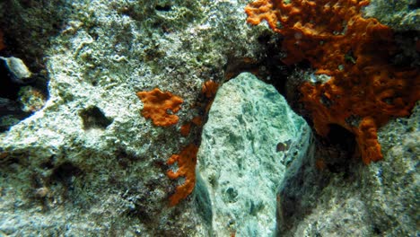 Dusky-Spinefoot-Fish,-Squaretail-Rabbitfish-Swimming-On-The-Coral-Reefs-Of-Paralia-Emplisi-Beach,-Kefalonia--Underwater
