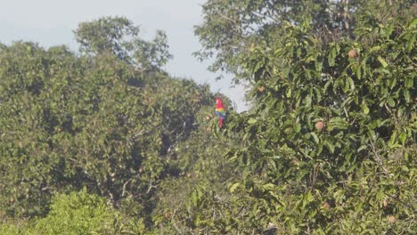 Ein-Wunderschöner-Scharlachroter-Ara-Sitzt-Auf-Einem-Ast-Auf-Einem-Brasilianischen-Nussbaum