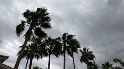 Strong-wind-and-palm-trees-on-a-cloudy-day-in-Marbella,-Spain