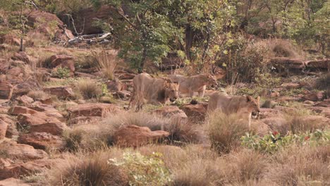 Pride-of-three-lions-prowling-rocky-savannah-grassland-in-South-Africa