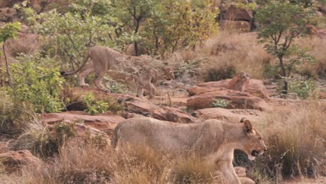 Two-lionesses-prowling-rocky-african-savannah-bushland