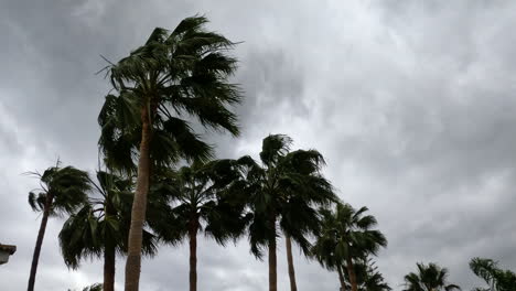 4k-Shot-of-storm-weather-and-intense-wind-with-palm-trees-in-Marbella,-Spain