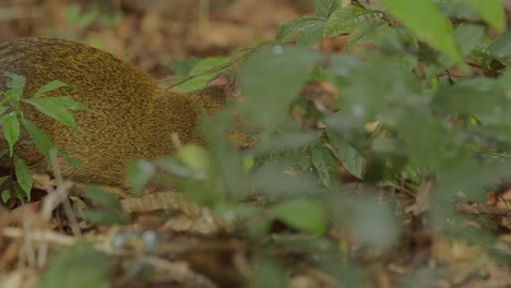 A-agouti-walks-along-the-background-of-dense-vegetation-in-search-for-food-as-it-moves-along,-following-shot