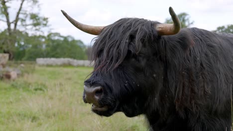 Vaca-Escocesa-De-Las-Tierras-Altas-En-La-Naturaleza-De-Escocia-Masticando-La-Hierba