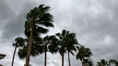 4k-Shot-of-palm-trees-swinging-in-the-strong-intense-wind-in-Marbella,-Spain