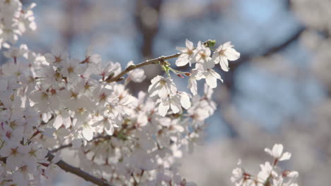 Close-Up-Cherry-Blossoms-In-Full-Bloom