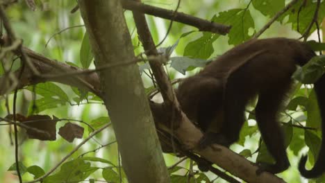 A-close-up-follow-shot-of-a-capuchin-monkey-climbing-the-branches-in-a-tree-in-a-tropical-rainforest