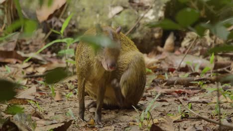 An-Agouti-sitting-on-the-forest-floor-cleaning-and-then-walks-away