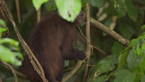 A-capuchin-monkey-seen-from-behind-stands-on-a-vine-in-a-tree-while-eating-a-plant,-close-up-follow-shot