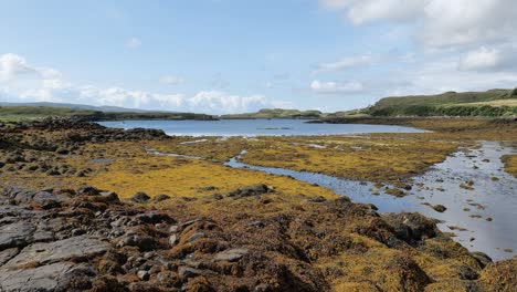 Seaweed-in-Loch-Dunvegan-in-Isle-of-Skye,-Scotland-during-the-low-tide