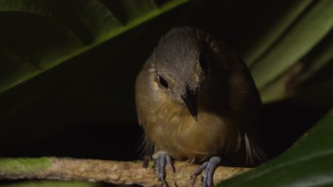 Closeup-of-bird-trying-to-sleep-in-Amazonian-rain-forest
