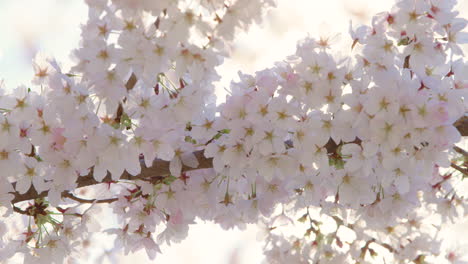Flores-De-Cerezo-Retroiluminadas-En-Plena-Floración-En-El-Soleado-Día-De-Primavera