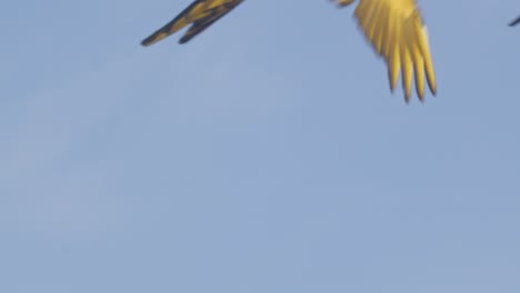 Brilliantly-coloured-blue-and-yellow-macaw-pair-flying-in-slow-motion-against-sky