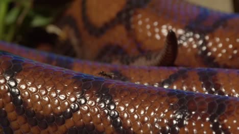 A-close-up-following-shot-of-a-fly-walking-along-the-back-of-a-large-rainbow-boa-snake