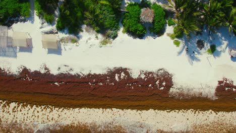 Weißer-Mexikanischer-Sandstrand-Bedeckt-Mit-Algen