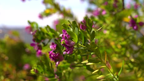 Close-up-view-of-vibrant-purple-flower-softly-waving-in-wind