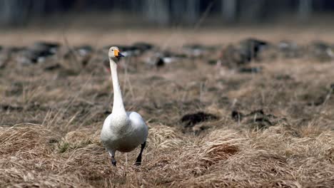 Whooper-swans-during-spring-migration-resting-in-dry-grass-flooded-meadow-puddle
