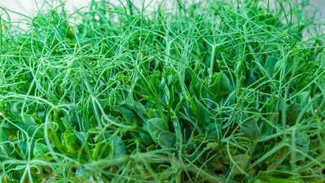Mikrogrüne-Erbsenpflanzensprossen-Wachsen-Im-Zeitraffer