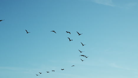 A-flock-of-Brown-Pelicans-flying-in-V-formation-high-in-the-California-sky---slow-motion