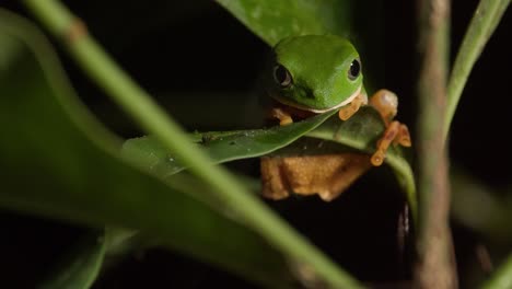 A-pan-up-shot-of-a-nocturnal-green-frog-hanging-from-a-limb-at-night,-close-up