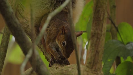 A-squirrel-holds-and-chews-on-a-Brazilian-nut-as-seen-through-foliage,-close-up-shot