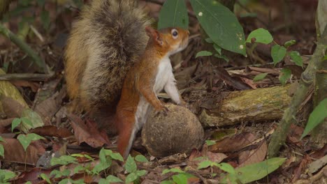 A-squirrel-holding-a-large-nut-struggles-to-chew-into-it,-close-up-shot