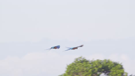 A-pair-of-Blue-and-Yellow-Macaws-fly-together-and-land-on-top-of-a-tree-of-a-tropical-rainforest,-Pan-follow-shot