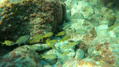 Eine-Gruppe-Von-Caesar-Grunt-Und-Haemulon-Chrysargyreum,-Die-In-Den-Korallenriffen-Schwimmen