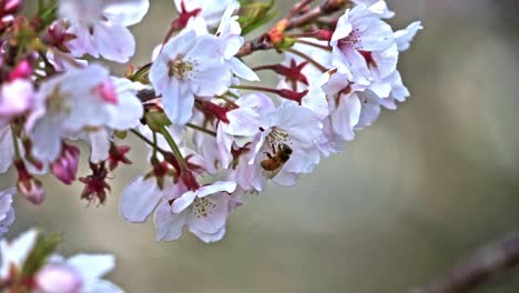 Abeja-Polinizando-En-Flor-Blanca-De-Sakura
