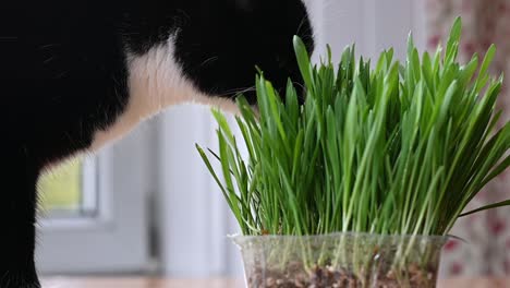 Nahaufnahme-Einer-Süßen-Schwarzen-Und-Weißen-Katze,-Die-Zu-Hause-Katzengras-Frisst