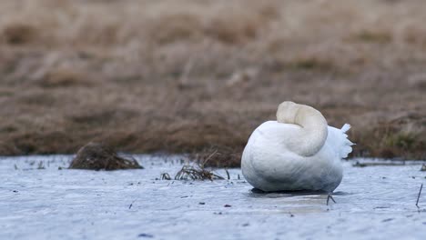 Cisnes-Cantores-Durmiendo-Durante-La-Migración-De-Primavera-Descansando-En-Un-Charco-De-Prado-Inundado-De-Hierba-Seca