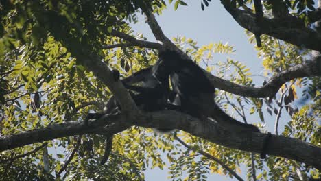 Two-Spider-Monkeys-Sitting-On-Top-Of-A-Tree-Branch--Handheld-Shot