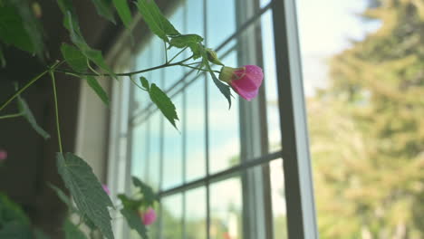 Abutilon-hybridum-pink-flower,-also-called-flowering-maple,-inside-a-house-by-a-window