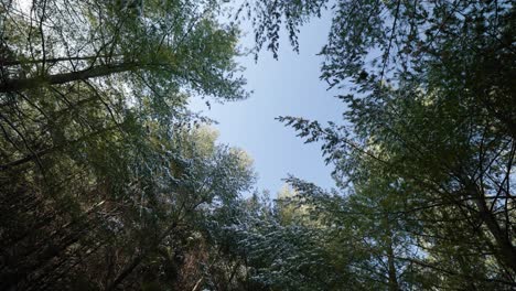 Forest-canopy-looking-up-to-blue-sky-and-evergreen-branches-covered-in-white-snow