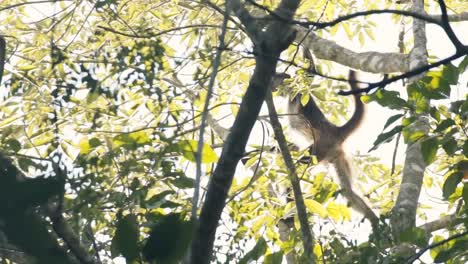 A-Mono-Arana-Spider-Monkey-Swinging-With-Its-Long-Limbs-From-Branch-To-Branch-In-Mayan-Forest-In-Riviera-Maya,-Mexico