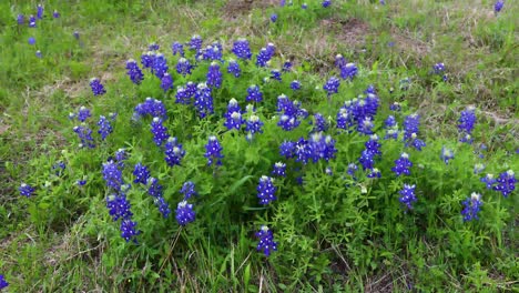 Bluebonnet-flowers-blowing-in-the-wind